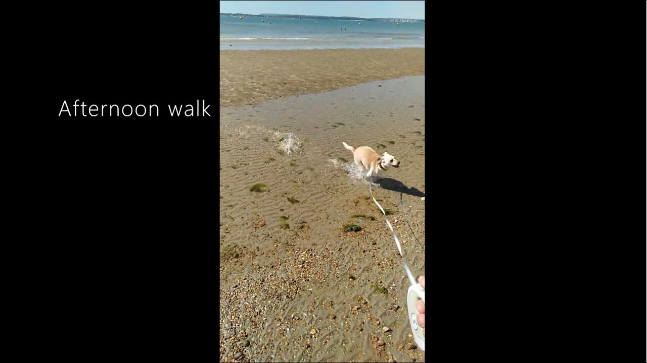 When a Rescue Puppy Dog (Luna) goes to the Beach