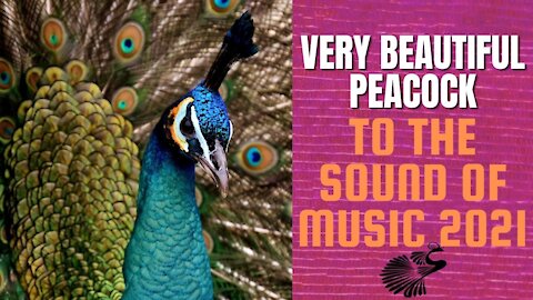 VERY BEAUTIFUL PEACOCK 2021 MUSIC 2021