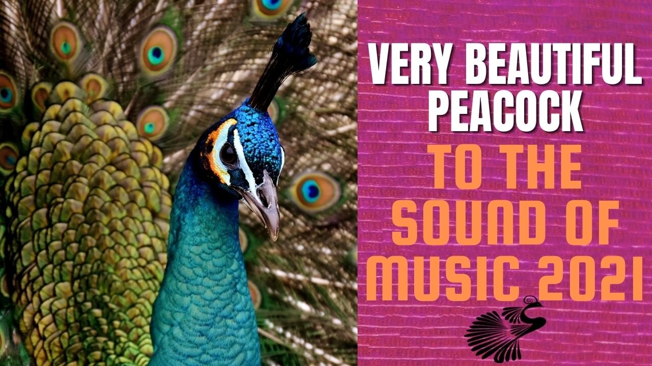 VERY BEAUTIFUL PEACOCK 2021 MUSIC 2021