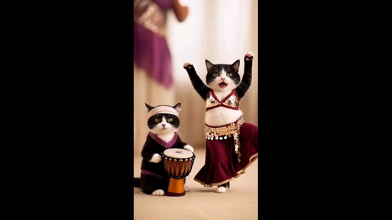Very funny cat