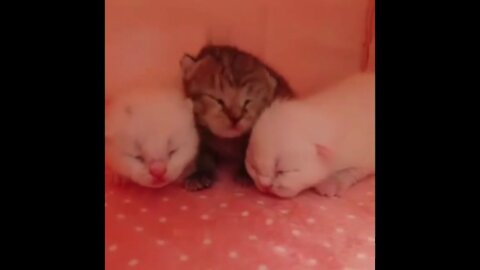 VIEW THREE POOR CUTE CAT BABY .