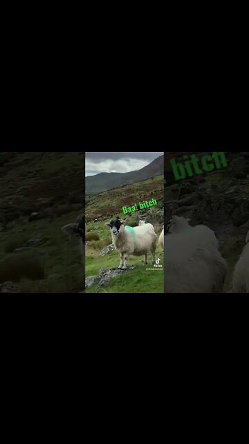 Baa! bitch #virtualwalk #ireland #sheep #naturelover