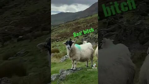 Baa! bitch #virtualwalk #ireland #sheep #naturelover