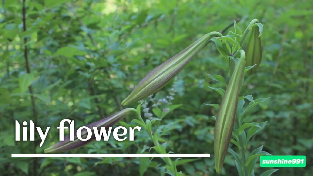 Lily, cliffside flower meal. On the cliffs, I discovered delectable components