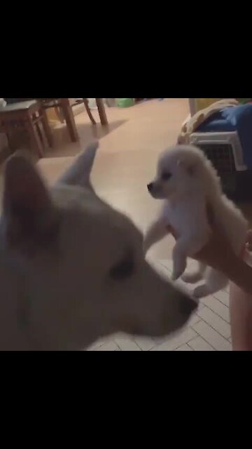 Sweet Dog Kisses Newly Adopted Puppy