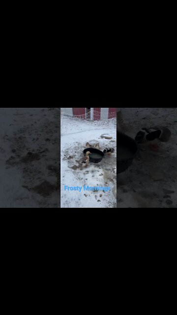 A beautiful frosty morning on the farm. #homestead #iowa #ducks #chickens #geese