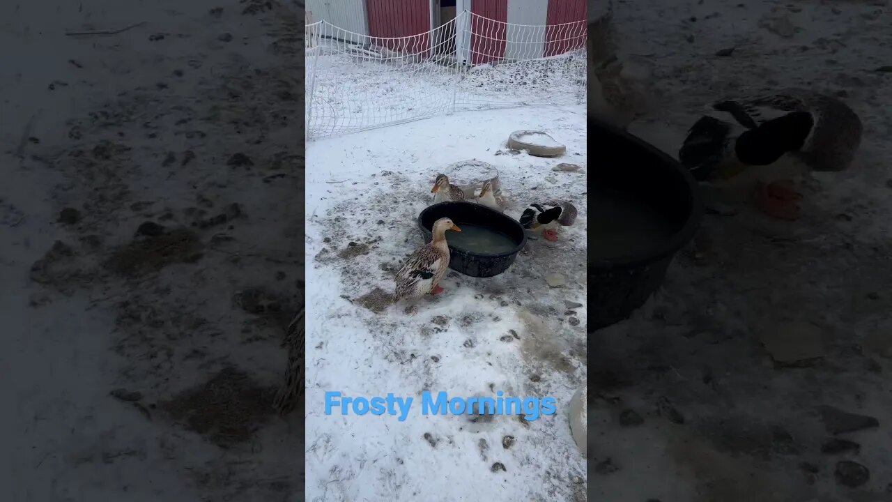 A beautiful frosty morning on the farm. #homestead #iowa #ducks #chickens #geese