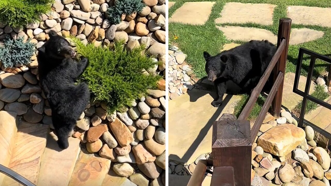 Dude has the most hilarious close encounter with a bear