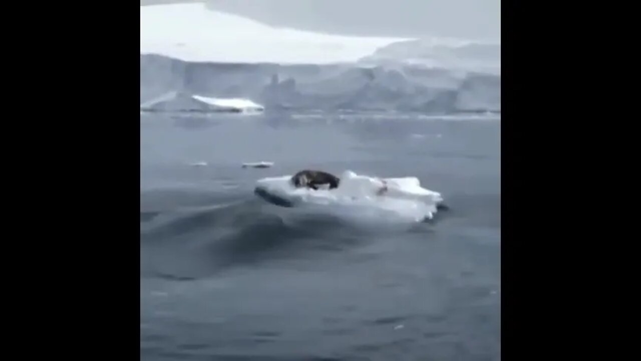 Orcas Creating A Wave To Knock Their Prey From The Ice