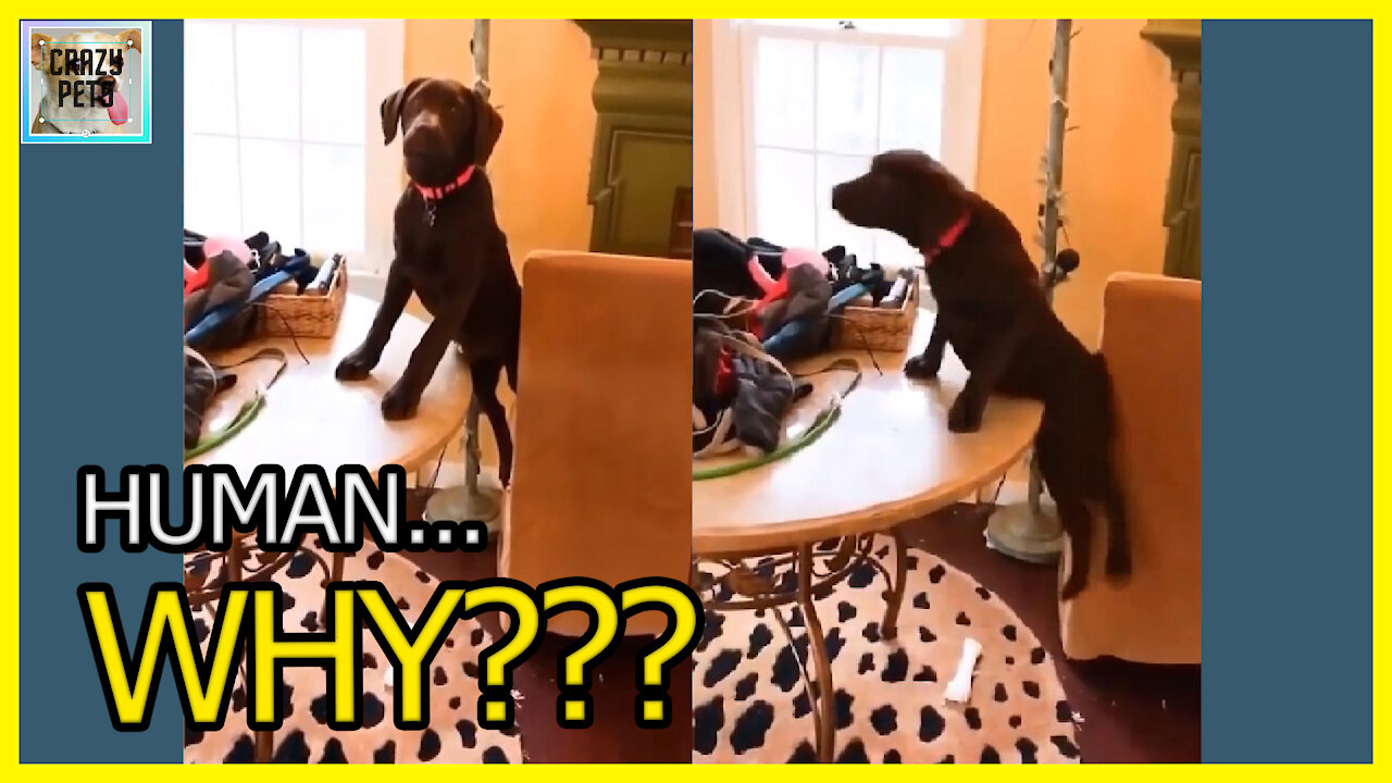 The Fall that My Human Should not have Filmed
