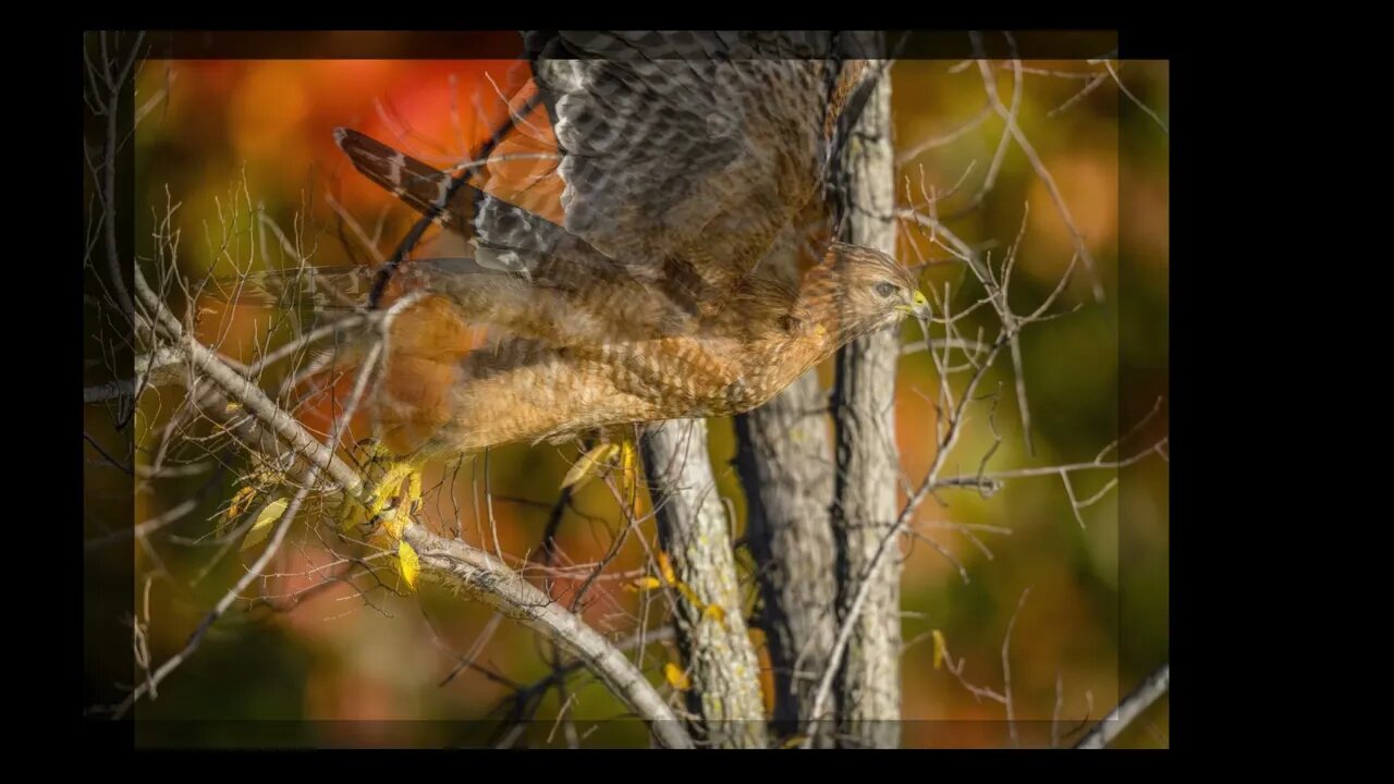 Red-Shouldered Launch Sequence, Sony A1/Sony Alpha, 8k