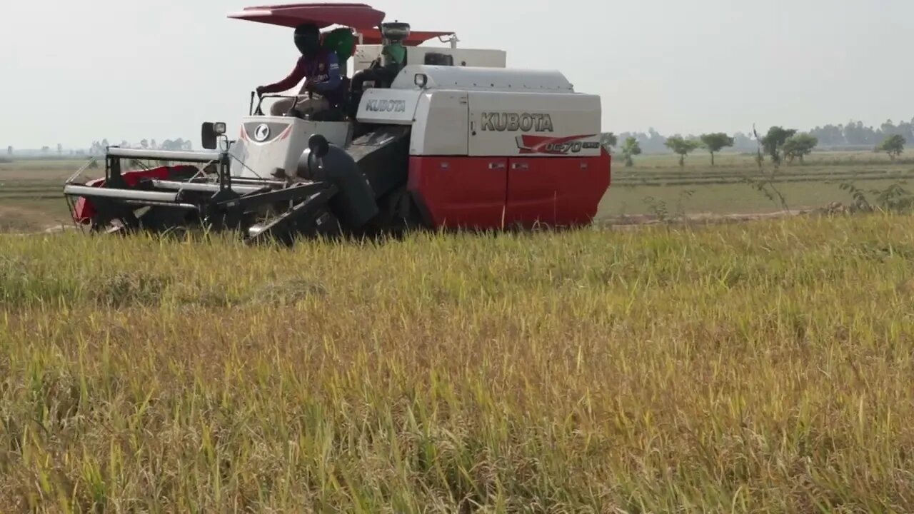 Kobuta Harvesting rice