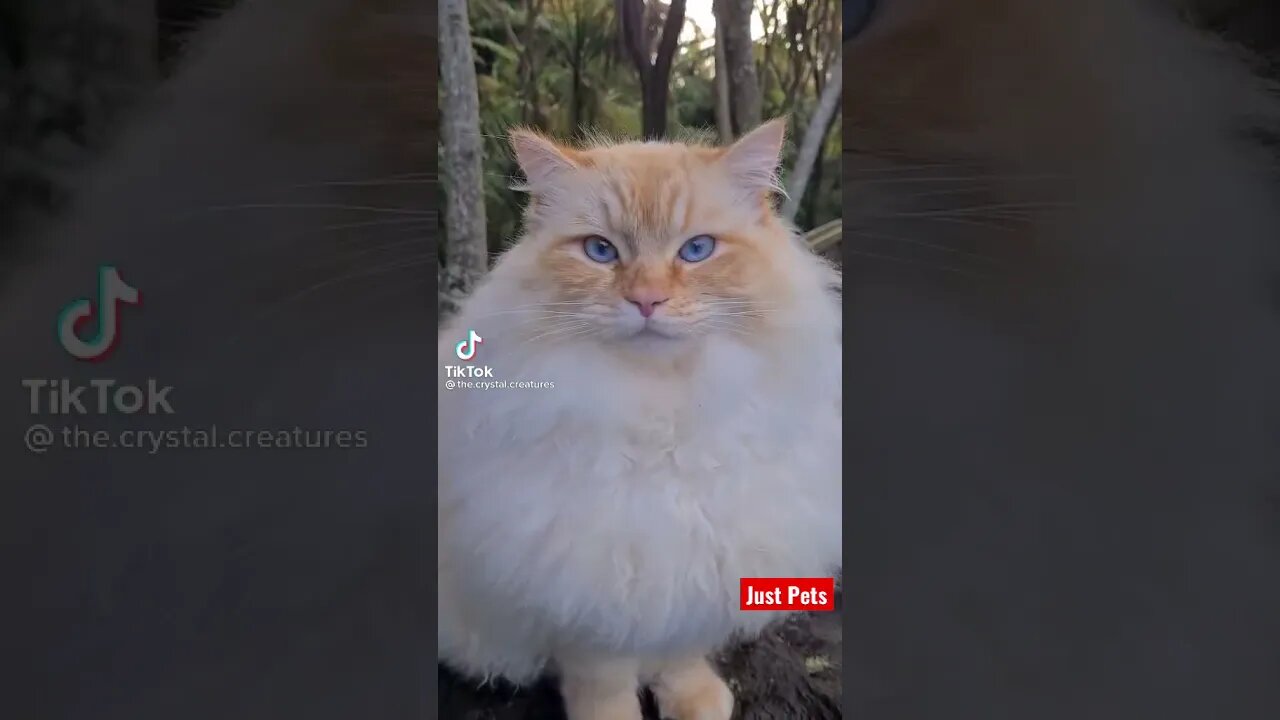 Cute blue eyes cat #shorts #cute #tiktok #funnyvideos #cat