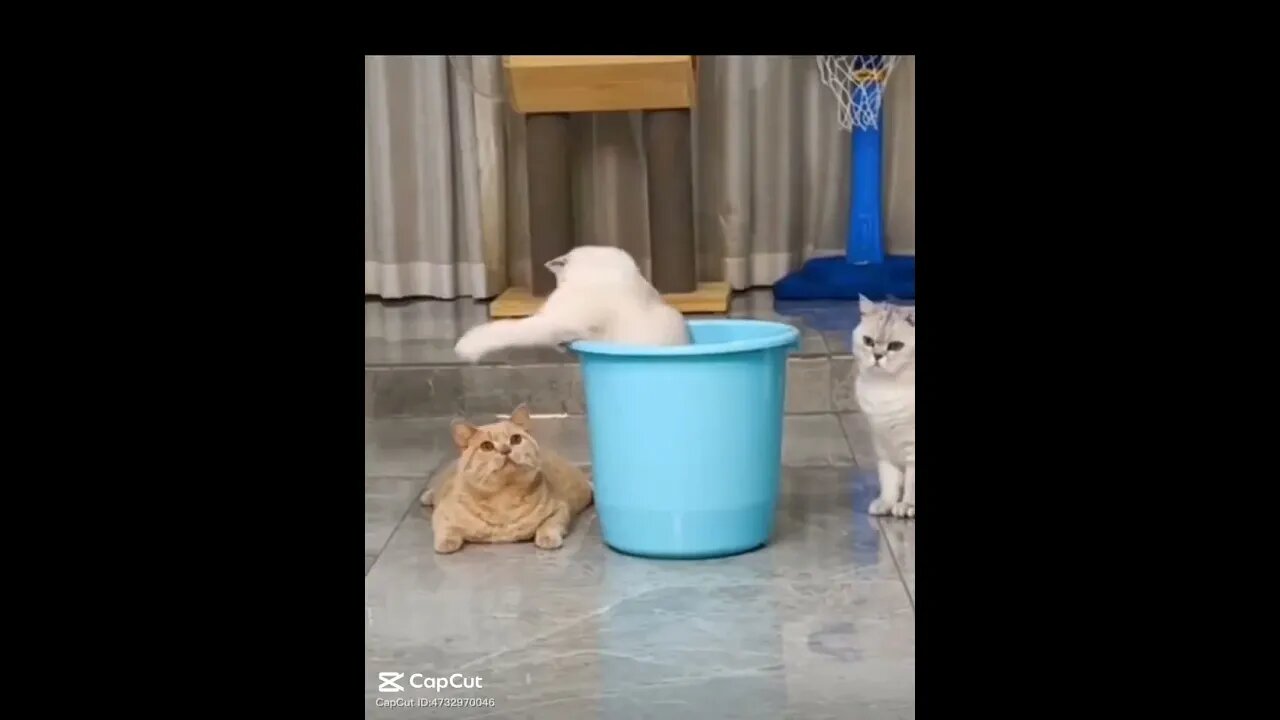 trending cat playing a ball