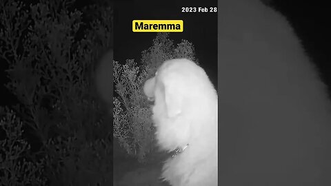 Stella the maremma on farm cam