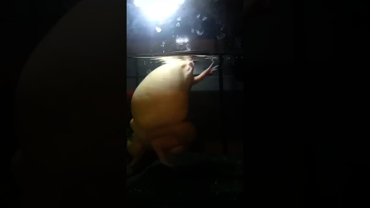 Bodybuilder frog #shorts #frog #facebook #instagram #whatsappstatus #status #song #reels