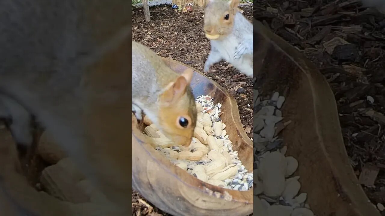 Snack Bowl Dominance! #funnyanimals #animals #shorts