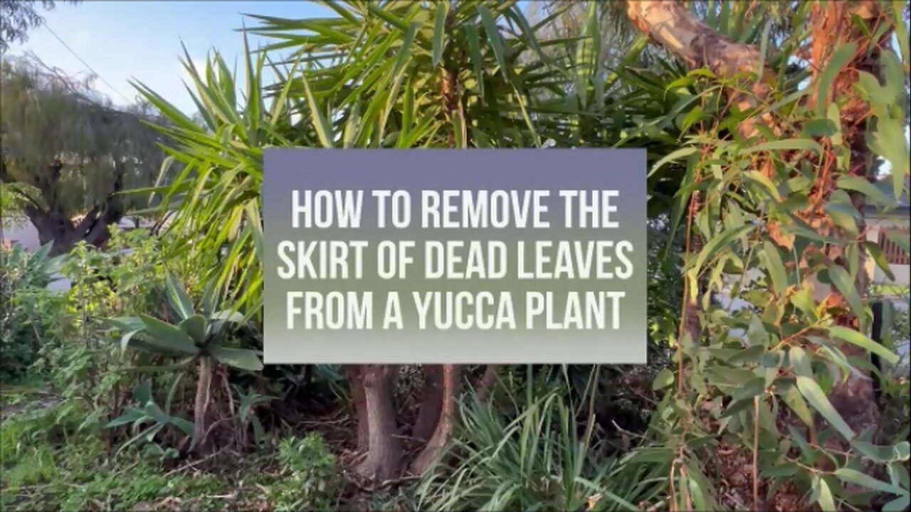 How to Remove the Skirt of Dead Leaves from a Trunked Yucca Plant