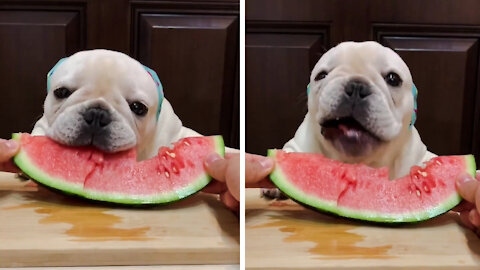 French Bulldog VS Watermelon 😍😅😅