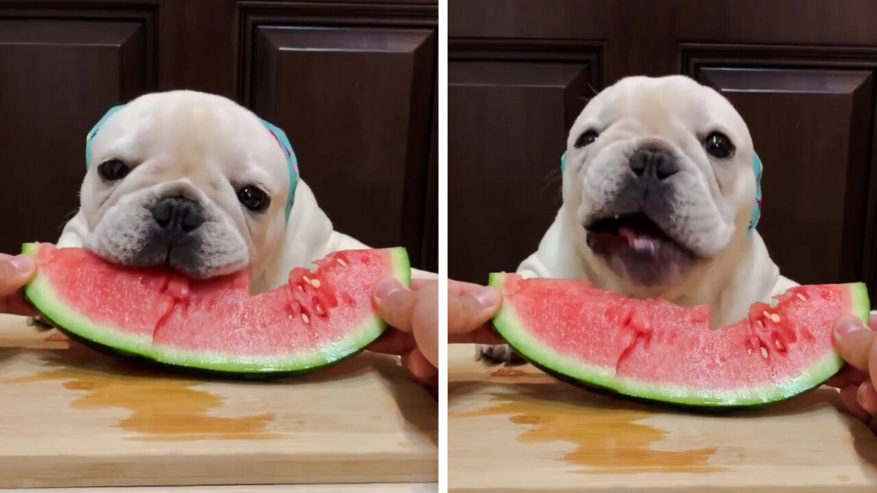 French Bulldog VS Watermelon 😍😅😅
