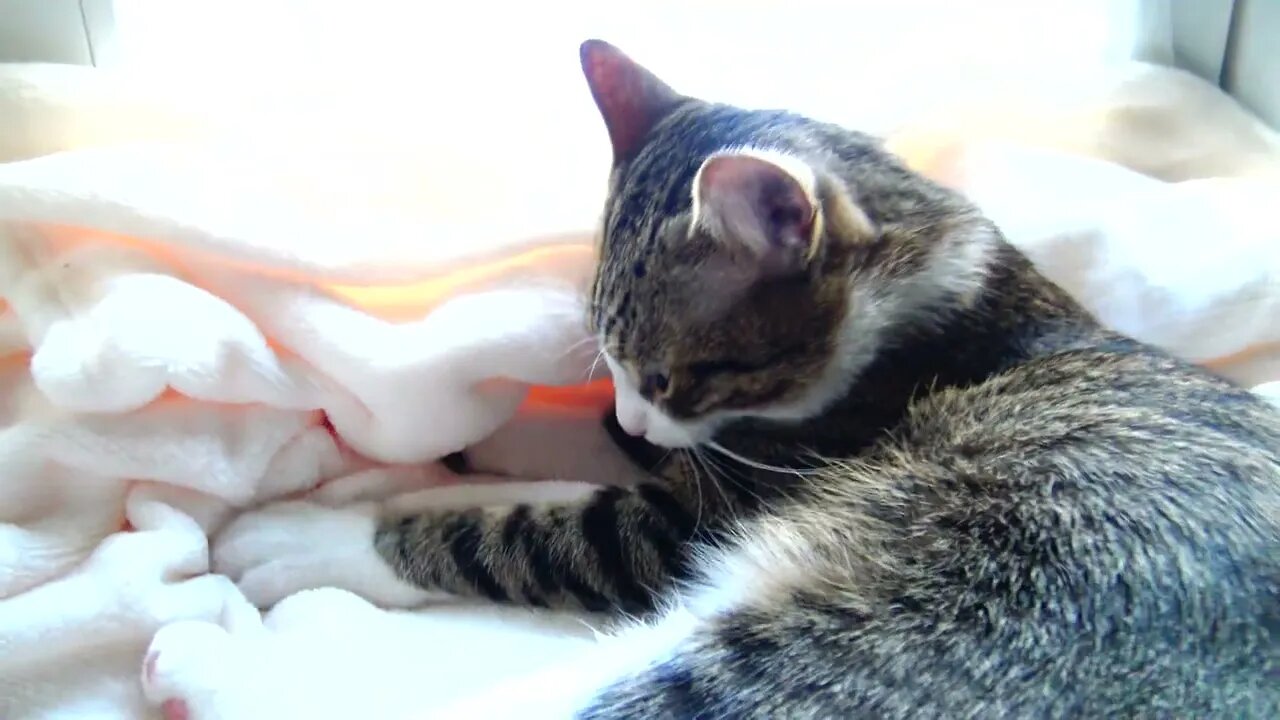 Purring Little Cat Makes Biscuits