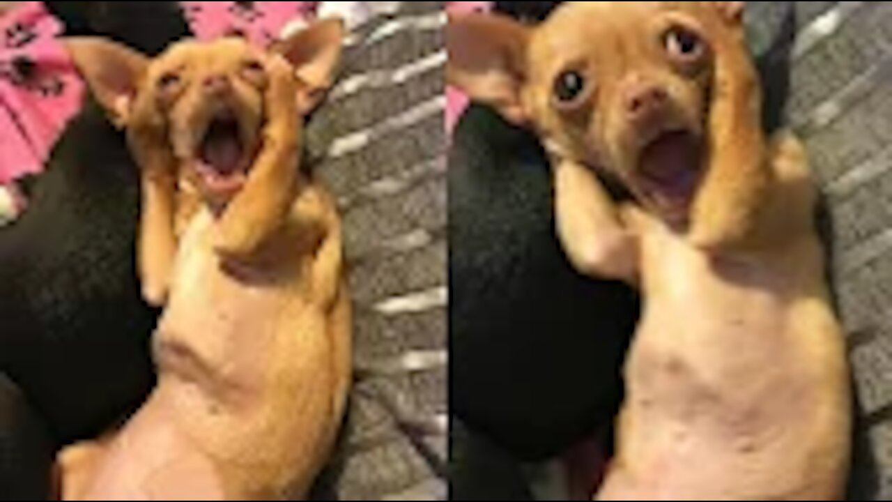 Funny Dogs And Cats Reaction - Funniest Pets