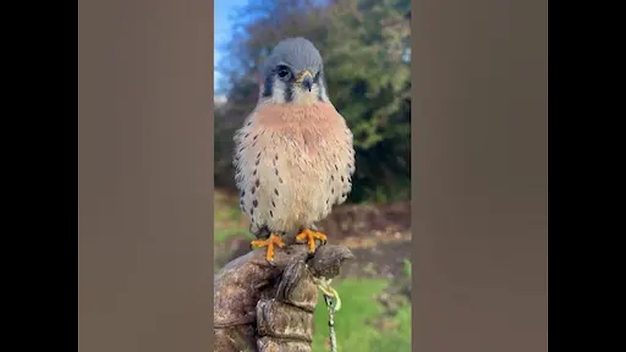 Cute Kestrel