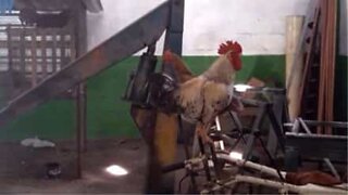 Un coq au chant démoniaque