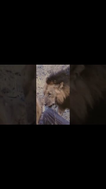 Mapogo Lions With a Buffalo #shorts