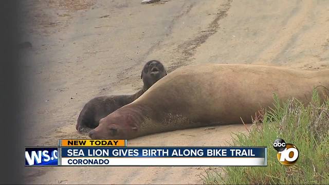 Sea Lion gives birth along bike trail