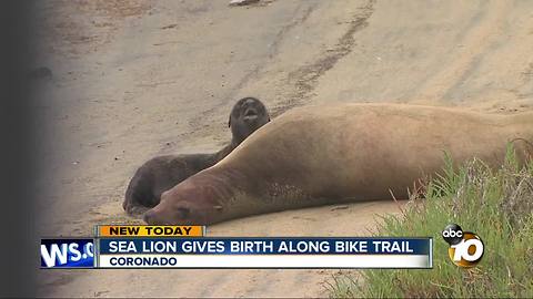 Sea Lion gives birth along bike trail