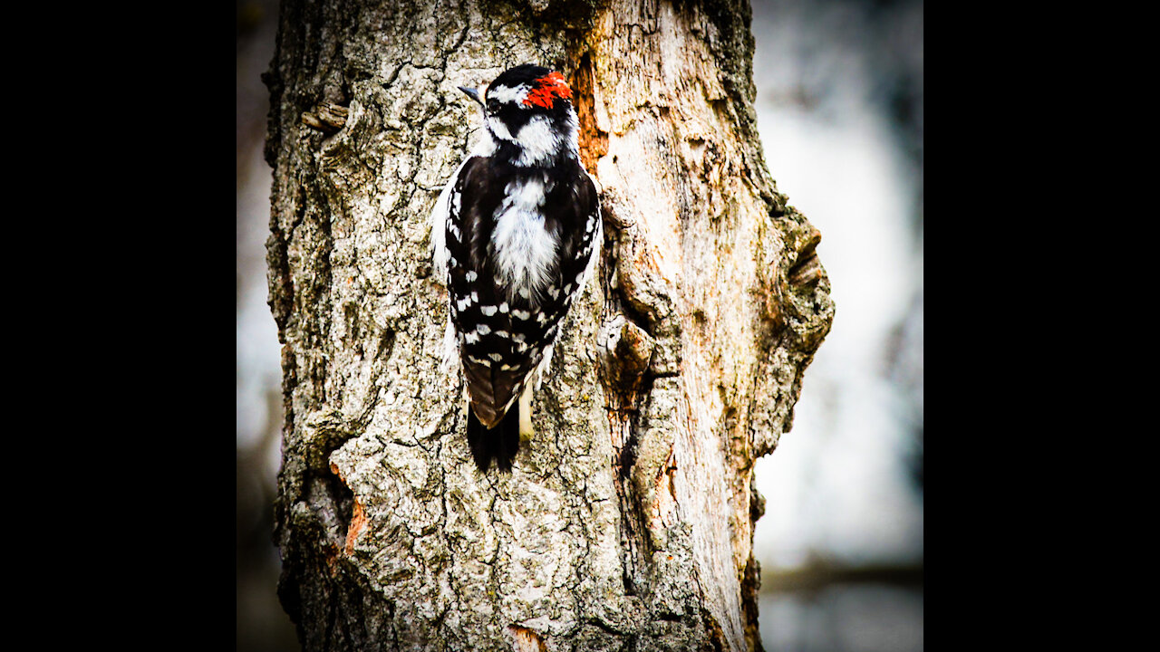 Beautiful Downy Wood Peckers at the feeders.