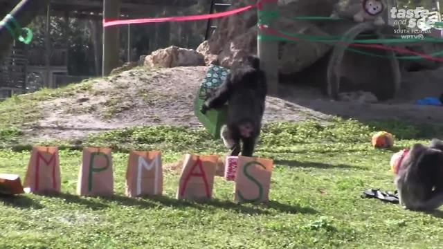 Santa brings chimps gifts at Lion Country Safari