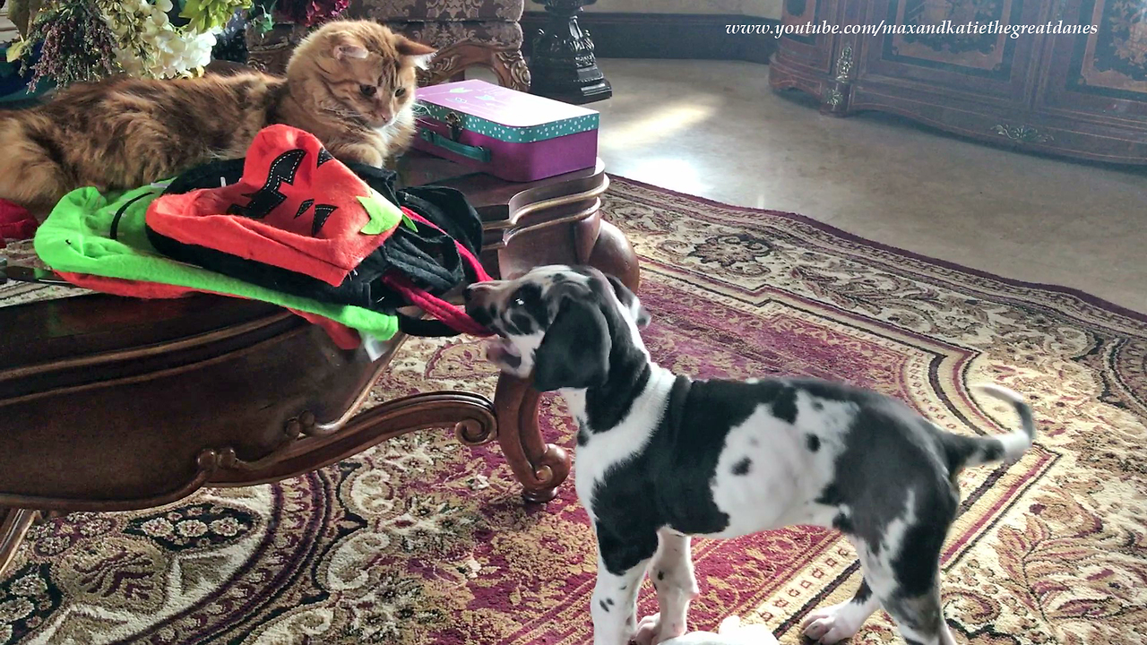 Cat is Amused By Great Dane Puppy Thief