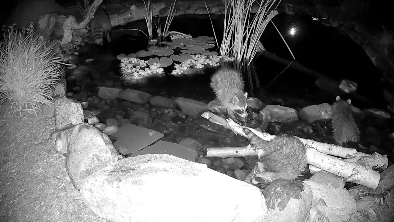 Raccoon Brings Family For Dinner Treat - Part IV