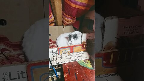 THE BOND OF WONDER AND SUPER MAN