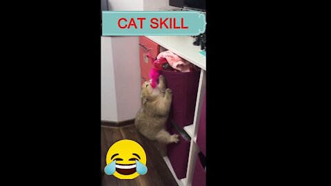 CAT SKILL