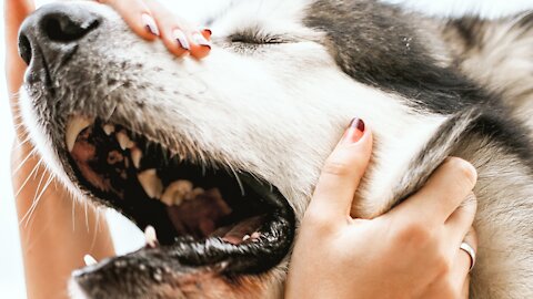 Stubborn Husky throws hilarious temper tantrum