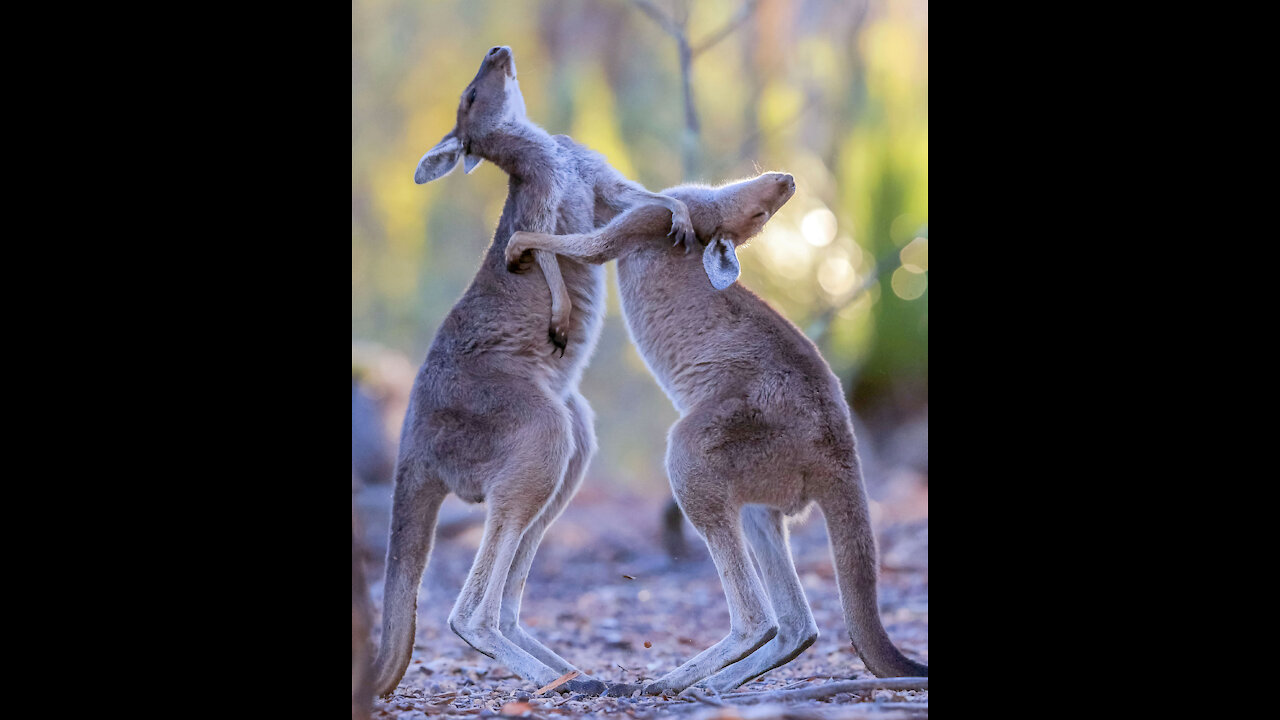 Kangaroo Knocks Out Another Kangaroo