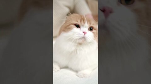 Cat time - 007