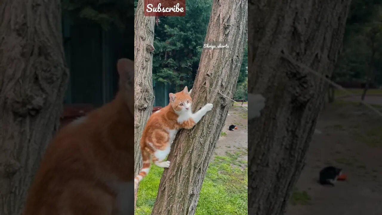 Cute cat climbing on tree🥰 #shorts #catlovers #catvideos