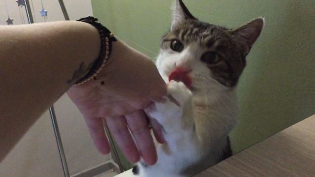 Cats sometimes do the strangest things