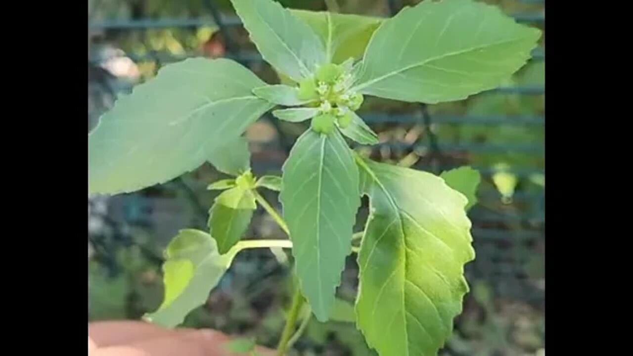 🌳☣️🌳Toxic Weed Found in Garden🌳☣️🌳