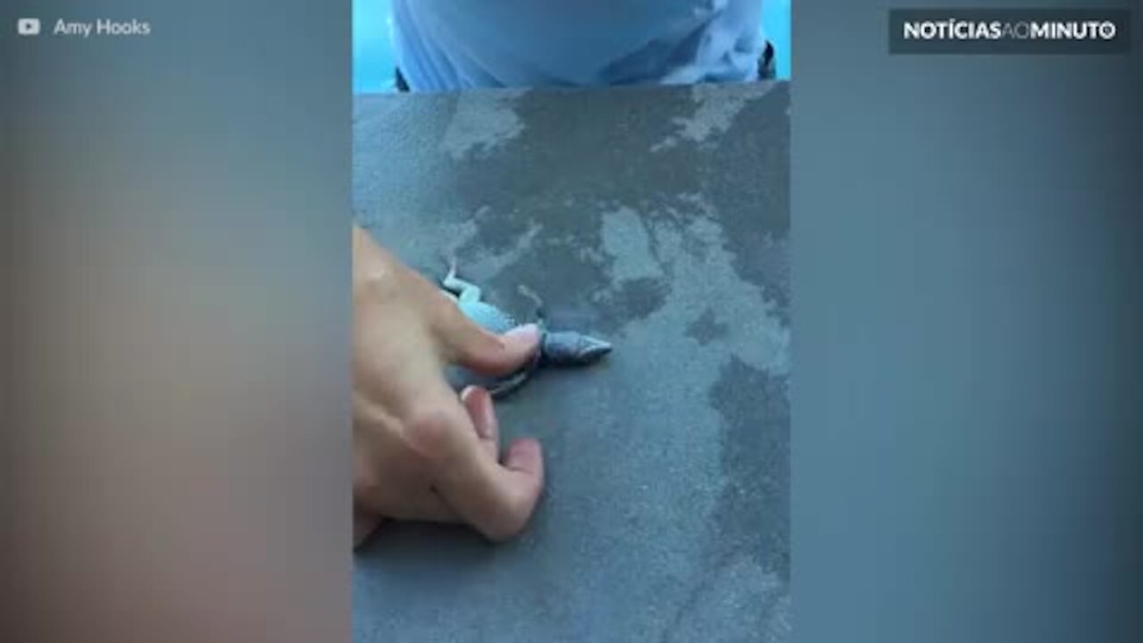 Lagarto é reanimado após ter se afogado em piscina