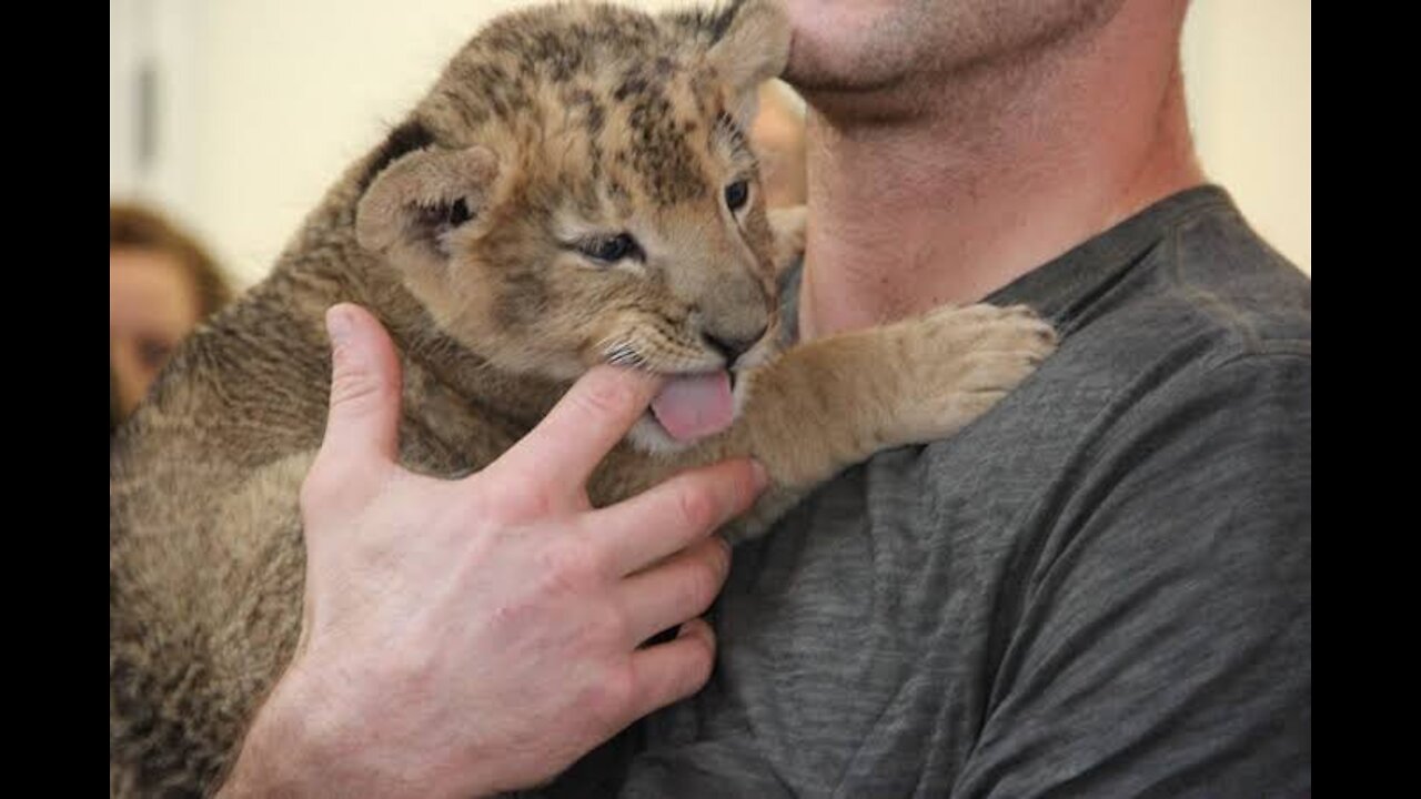 Baby Lion Kisses | Bayzid Point