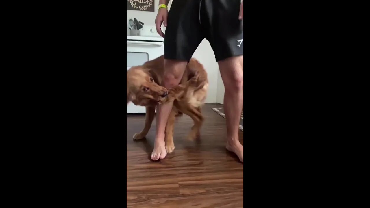 Funny Cats, Animals Videos - Funniest Cats And Dogs Videos