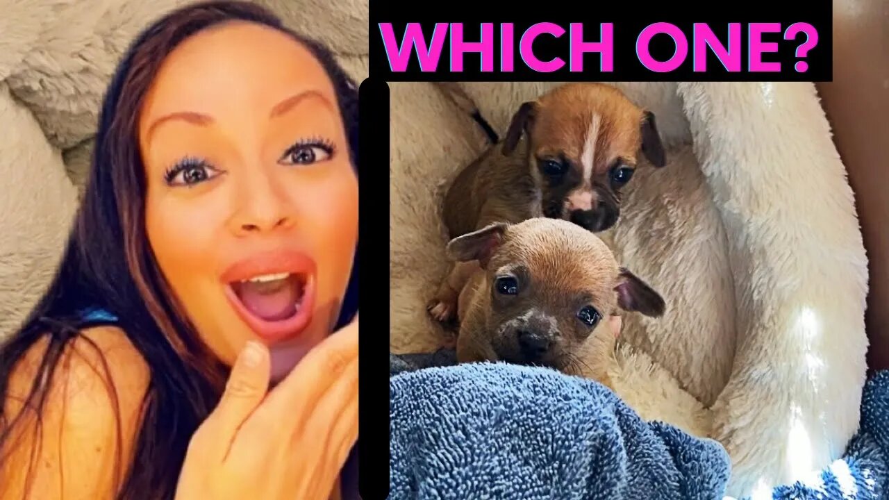 WHICH PUPPY SHOULD I GET? VLOG