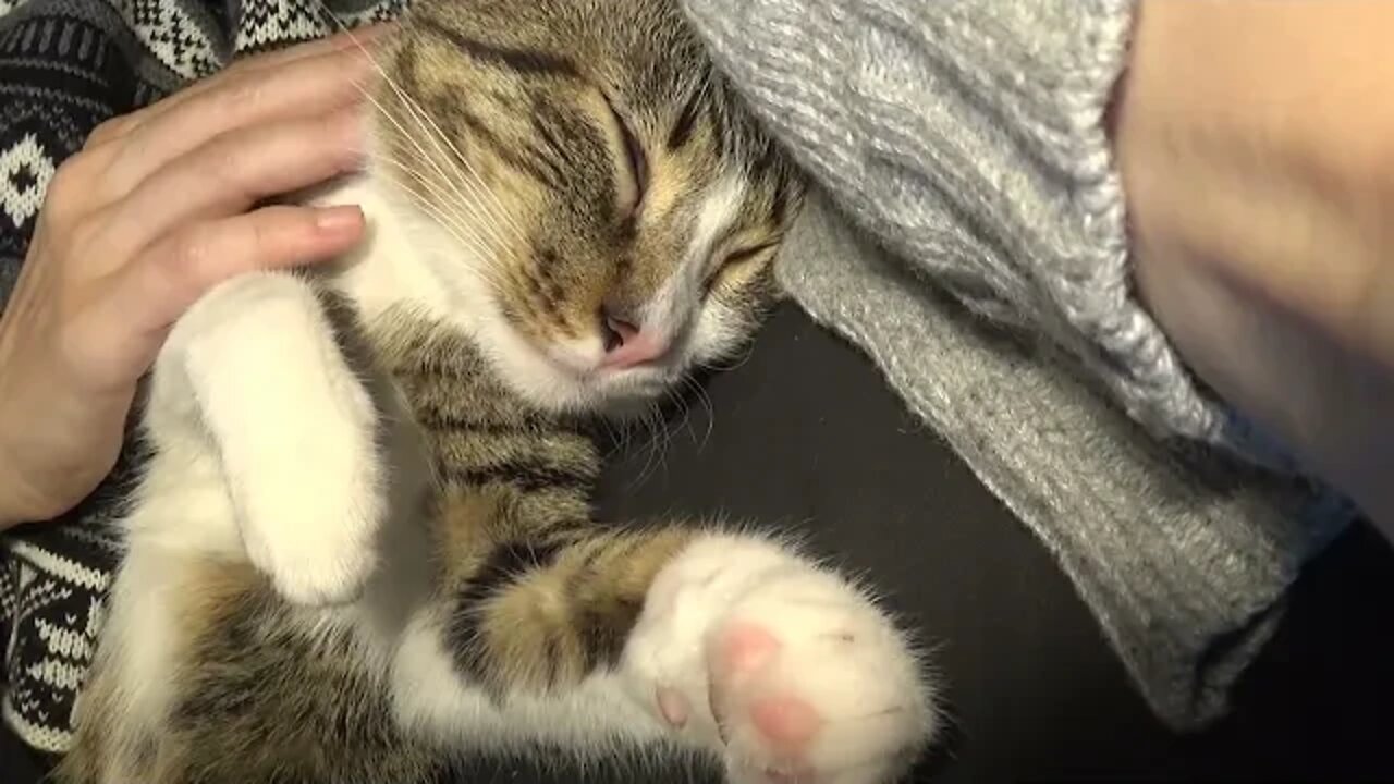 Cute Kitten Sleeps in My Arms