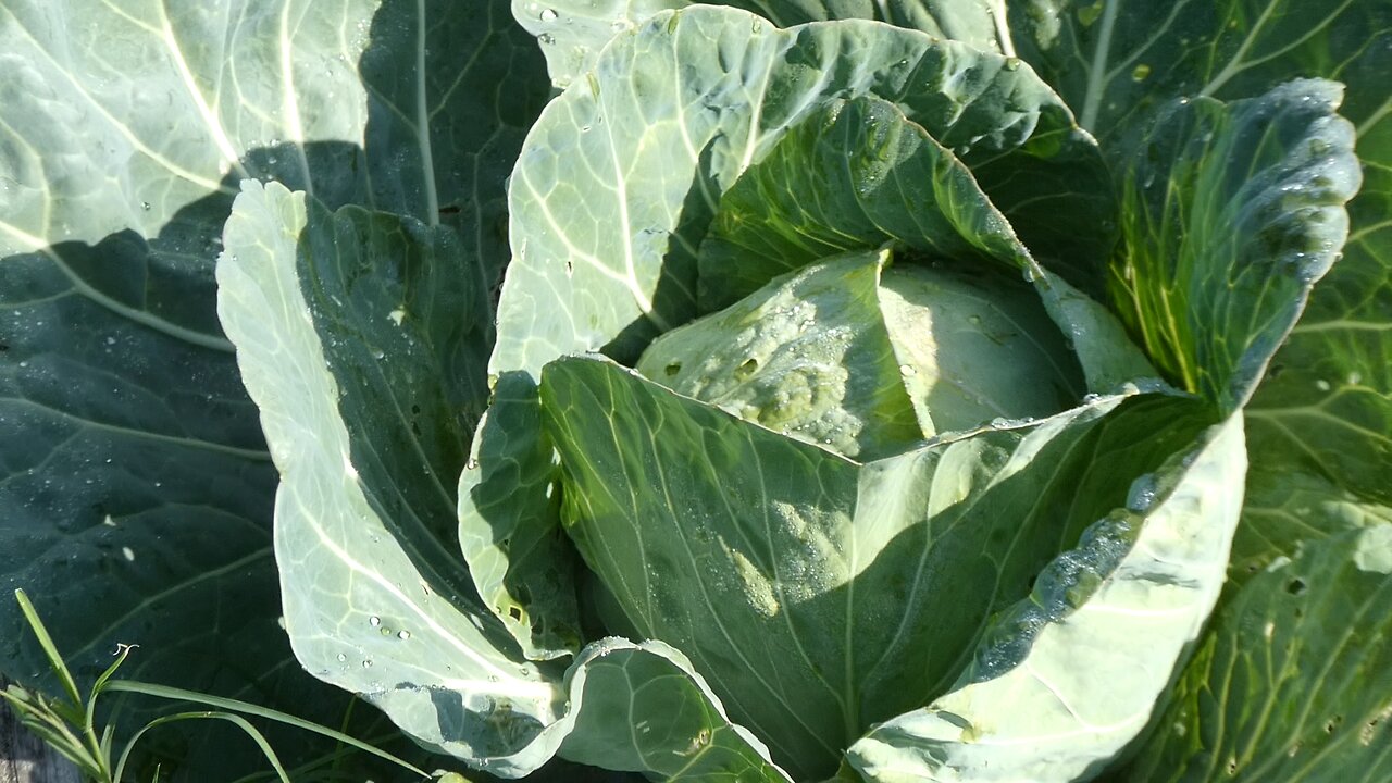 GARDEN HARVEST MAY 2024