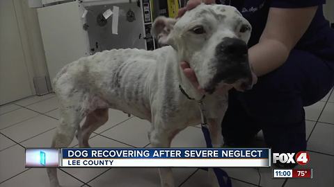 Severely neglected dog recovering in Southwest Florida